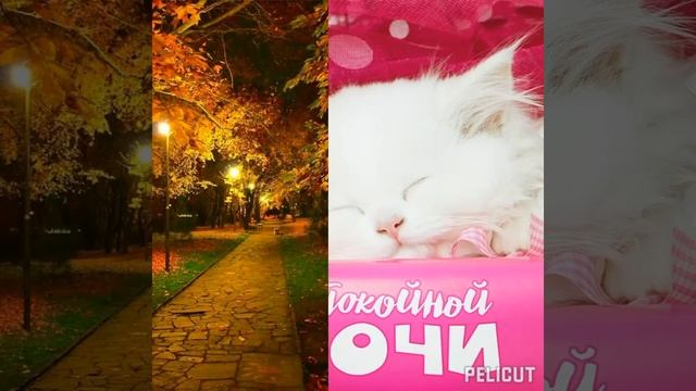 ?Спокойной ночи! #позитив "#открытка #хорошеенастроение #спокойнойночи #ночь ??