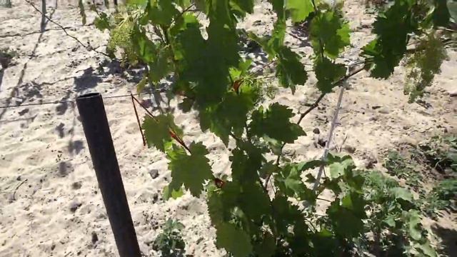 Закладываю виноградник. Начало. смотреть онлайн