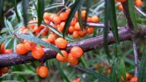 Облепиха рыжая. Дачные картинки. Уникальный проект.