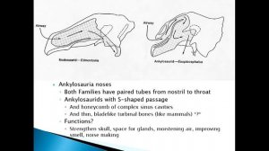 307 Thyreophora   Ankylosaurs & Stegosaurs NARRATED