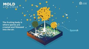 Mold Life Cycle