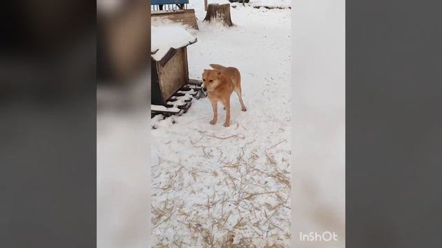 История нашего приюта, будни и праздники нашего дома для собак " Лучший друг"?❤️?