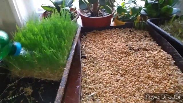 я делаю так! проращиваю пшеницу для яйценоскости кур.