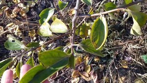 Хурма в Беларуси в открытом грунте. Будет урожай или нет? 2020г.