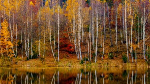 Экологическая тропа. Берёзовая роща 🍃🍂 смотреть онлайн
