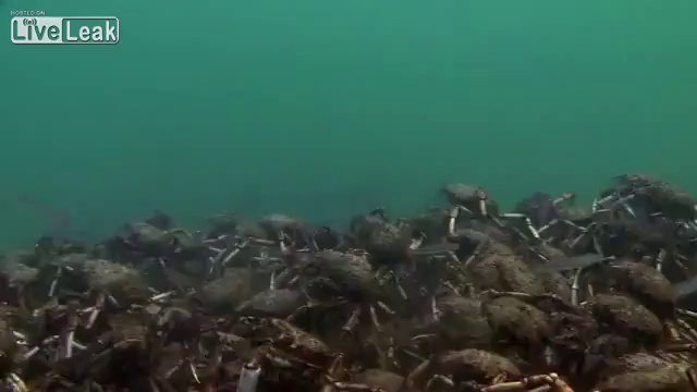 Уникальные кадры подводного мира