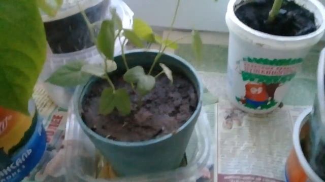 Акция плантация лента Ипомея (пурпурная) она выросла до 25 см!!!!!!!!! смотреть онлайн