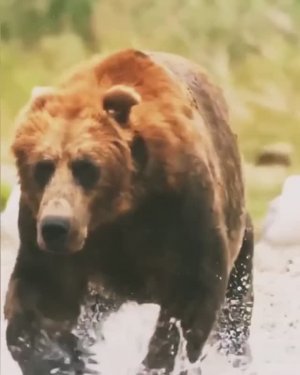 Что Делать Если Напал Медведь