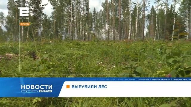 В Бирилюсском районе края незаконно вырубили лес на четыре миллиона рублей