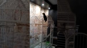 Венесуэльский амазон Чавес поет.