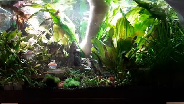 Аквариум до и после изоляции. Первая серия смотреть онлайн