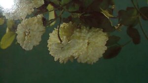 Российские дороги(Конь да путник, али вам не туго?(к/ф«Гардемари́ны, вперёд!»)(наброски)