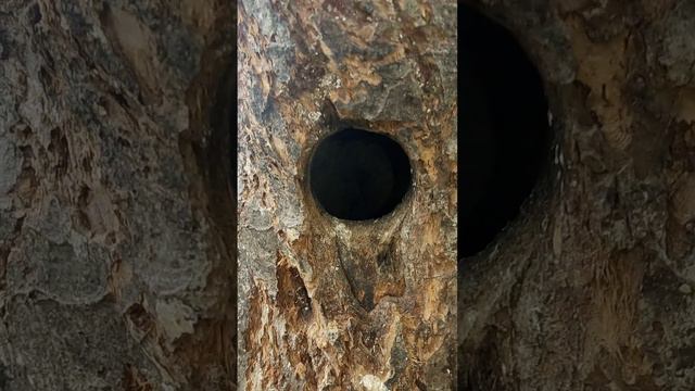 Птица кормит своих птенцов.