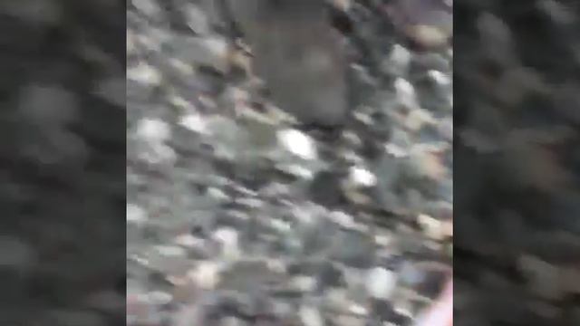 ДОРОГАЯ РЫБА смотреть онлайн