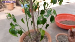 বাড়িতেই তৈরি করুন লঙ্কা চারা সহজ উপায়ে। Idea for starts Chili Plant from Seeds।