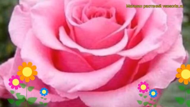 Роза чайно-гибридная Балет. Краткий обзор, описание характеристик, где купить саженцы Ballet смотреть онлайн