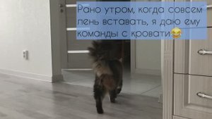 Кот не может сам ходить в туалет
