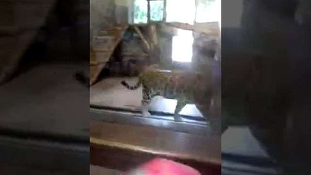 Питерский зоопарк смотреть онлайн