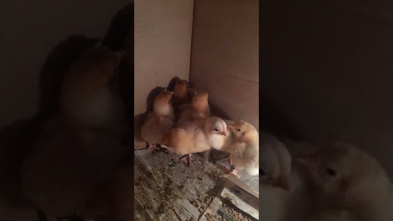 Таких замечательных цыплят висидела наша курица
