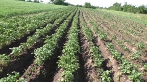 ☑️Почему Желтеет ЧЕСНОК?️Сколько раз? ОКУЧИВАТЬ КАРТОФЕЛЬ? 2 видео в 1?