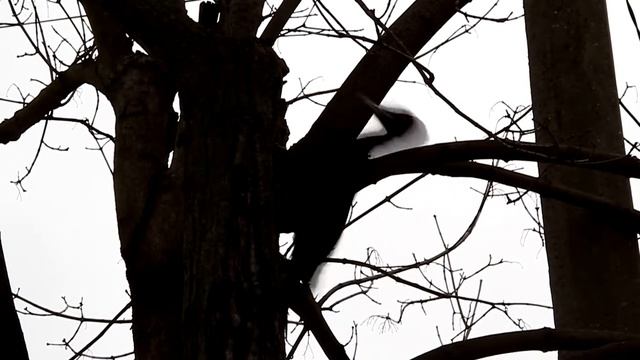 Желна или Черный дятел (2016) смотреть онлайн