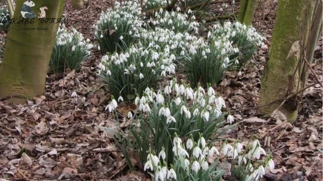 Аплікація «Підсніжники» смотреть онлайн