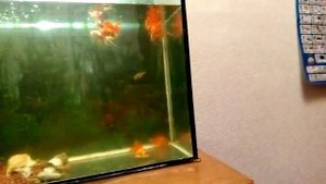 Кормление золотых рыбок и сомов.