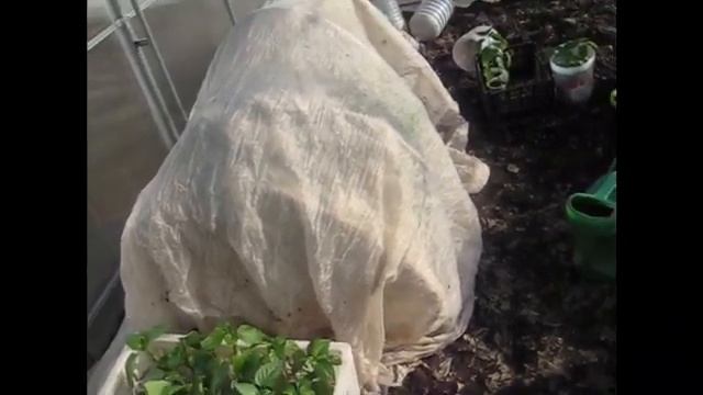 Пересаживаю ежевику поросль от бесшипой/ Вынесли рассаду в парник/ Выкопали хеномелес смотреть онлайн