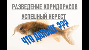 РАЗВЕДЕНИЕ КОРИДОРАСОВ | ИНКУБАЦИЯ ИКРЫ