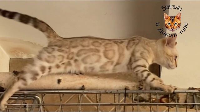БЕНГАЛЬСКИЕ КОТЯТА, СНЕЖНАЯ КОШЕЧКА «БАГИРА»