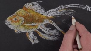 Pastel Pencils on Black Paper - Goldfish