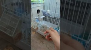 Как правильно выпускать попугая из клетки (сразу сор за заикания и голос :_^)