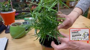 Аспарагус Фалькатус или серповидный аспарагус | Как ухаживать за этим пышным красавчиком