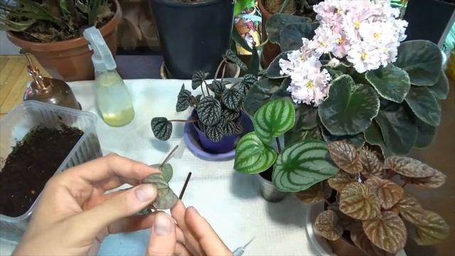 Размножение пеперомии сегментами листа. смотреть онлайн