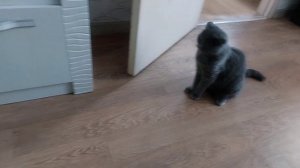 Чихуахуа первые дни щенка в новом доме, знакомство с котом