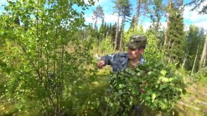 АРОМАТНЫЕ ВЕНИКИ С БАГУЛЬНИКОМ / ОЧИЩАЮТ ЛЕГКИЕ ИЗ БАНИ НЕ ВЫГНАТЬ