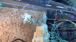 Выбираем рептилию в зоомагазине: хамелеон или черепаха?