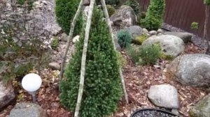 Каркасы для укрытия канадских ёлочек на зиму.