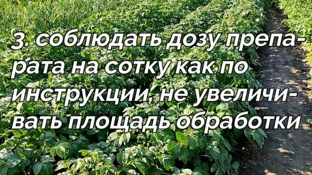 ? ??  ПОЧЕМУ ЯДЫ НЕ ДЕЙСТВУЮТ НА КОЛОРАДСКОГО ЖУКА. ПРАВИЛА ОБРАБОТКИ КАРТОФЕЛЯ