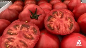 Тивай 12  - розовый томат селекции Райк Цваан