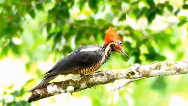 Healing Music / Lovely Birds /Исцеляющая музыка /Прекрасные птицы смотреть онлайн