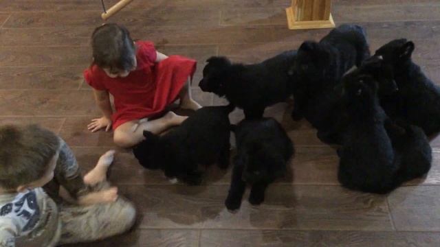 Что не любят щенки немецкой овчарки? смотреть онлайн