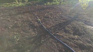 газонная сеялка гарден