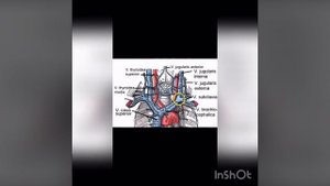 Топография плечеголовные вен