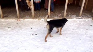 Семейная пара собаки Питт и Джоли