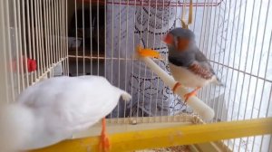 Амадины. Часть 1. Знакомство