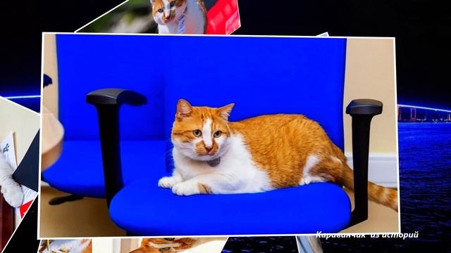 Кот Мостик все такой же важный: как сейчас в 2021 году живет талисман известного сооружения. смотреть онлайн