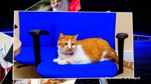 Кот Мостик все такой же важный: как сейчас в 2021 году живет талисман известного сооружения.