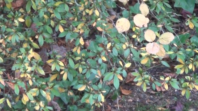 Птицы на промысле смотреть онлайн