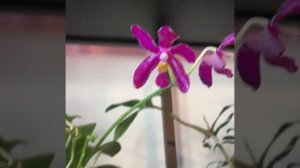Phalaenopsis Pulchra x self